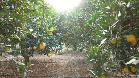 the orchard floor is scattered with dry leaves and bathed in sunlight, while above, branches are filled with ripe oranges, reflecting the natural beauty of malta’s agricultural landscape.