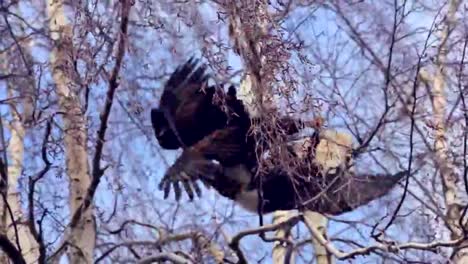 two male bald eagles tussle in a territorial clash