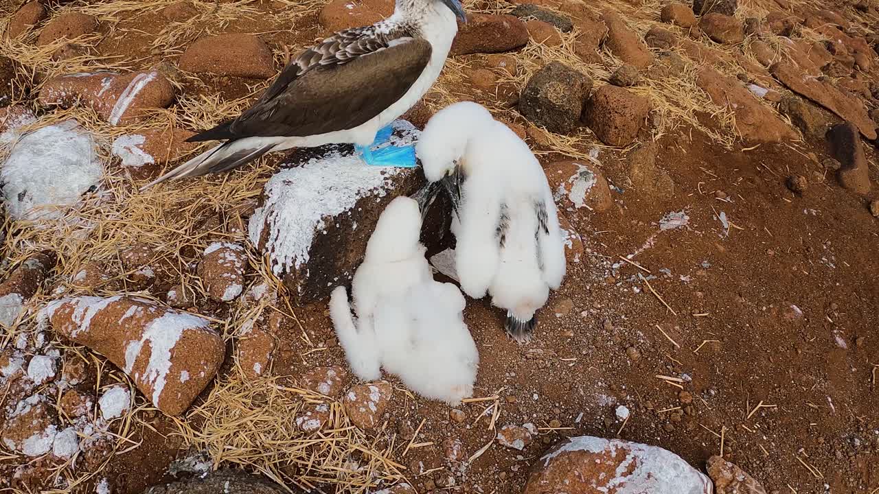 A blue-footed booby tends to its fluffy chicks on rocky terrain in the Galápagos Islands, Ecuador. Captured in a close-up view, this wildlife scene showcases natural parenting and rare bird behavior.