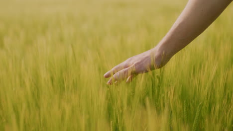 hand in a wheat field