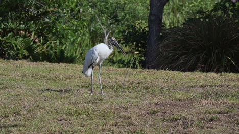 Holzstorch-Sammelt-Nistmaterial,-Wakodahatchee,-Florida