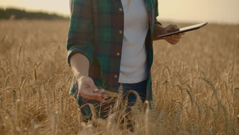 primer plano de la mano de la mujer corriendo a través del campo de trigo orgánico steadicam tiro. cámara lenta. la mano de una niña tocando las orejas del trigo primer plano. destello de la lente solar. concepto de cosecha sostenible.