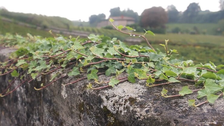 Ivy growing on a stone wall