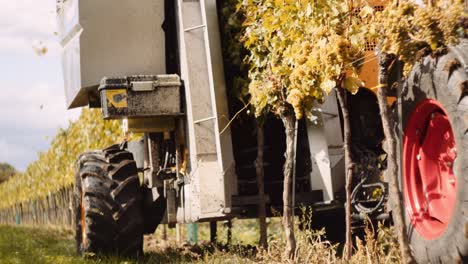 hilera de viñedos se sacude violentamente durante la cosecha de uva por recolector mecánico