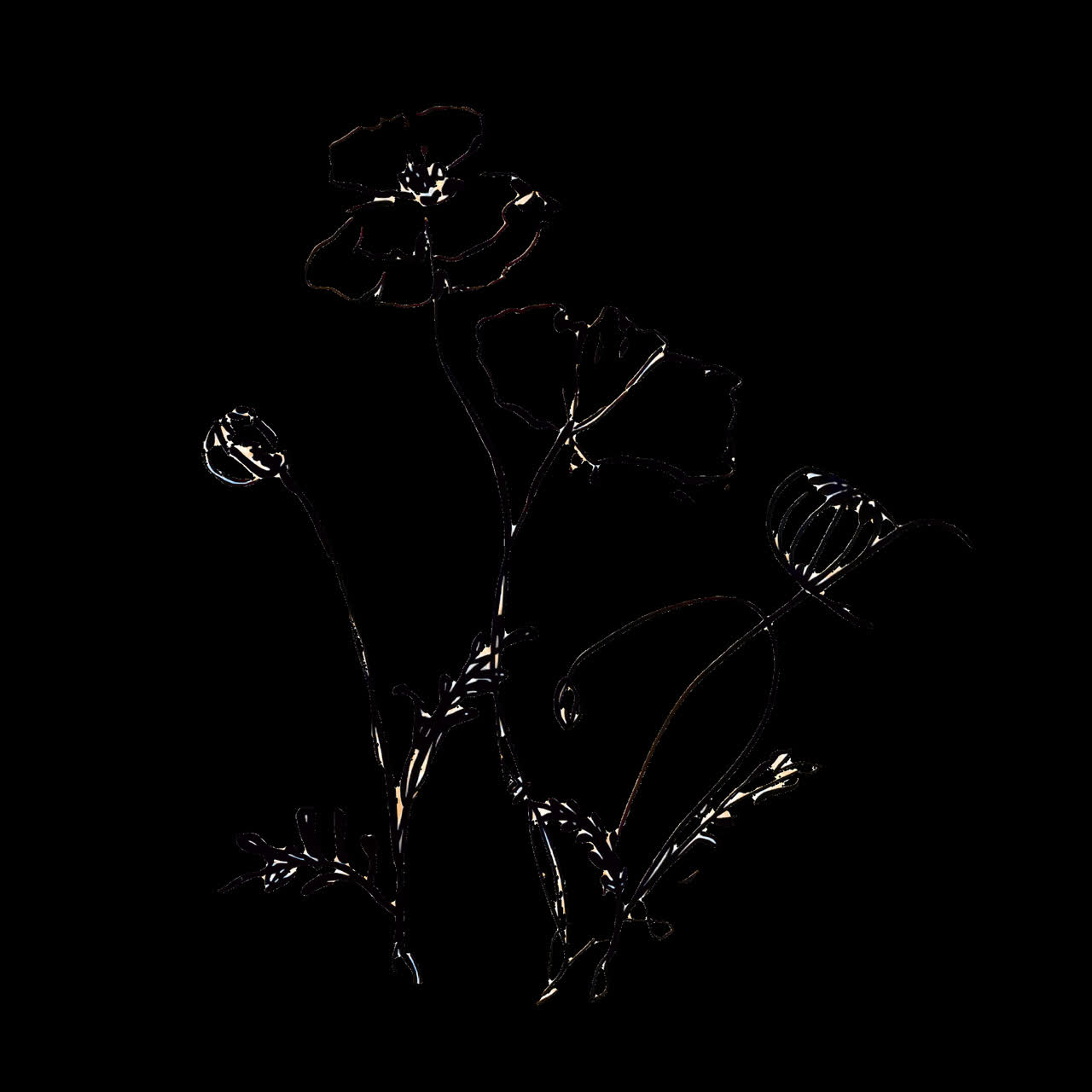 Minimalist floral line art animation isolated asset, transparent 4K video, alpha channel, ProRes