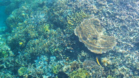 beautiful healthy coral reef in crystal clear water of shimmering ocean in raja ampat, west papua, indonesia