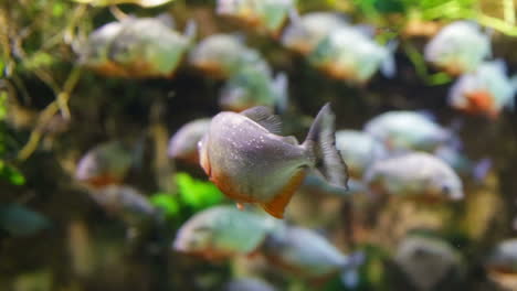 piranha - colossoma macropomum