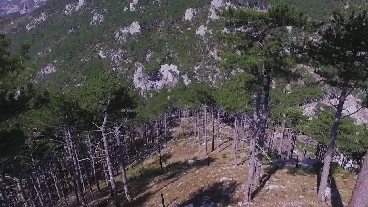 vista aérea de los bosques de montaña