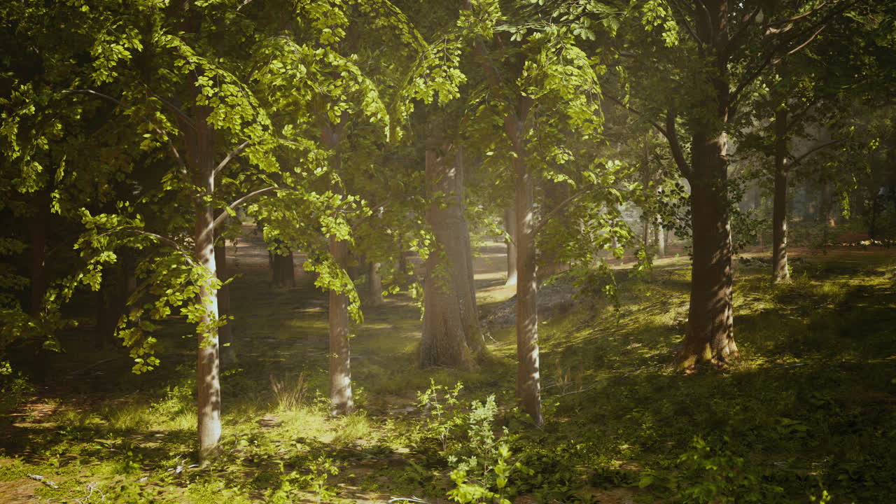 숲 속 의 나무 들 을 가로질러 빛나는 빛