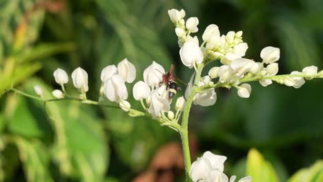 a bee or wasp taking the nectar from some tiny flowers in slow motion