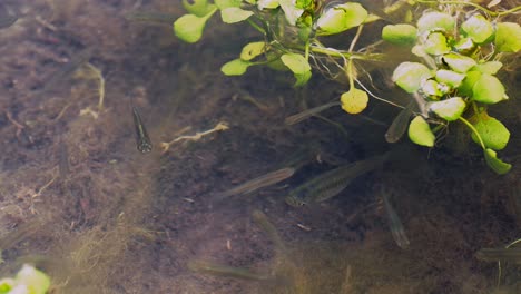 Fische-Winzig-Klein-Im-Flachen-Sumpfwasser