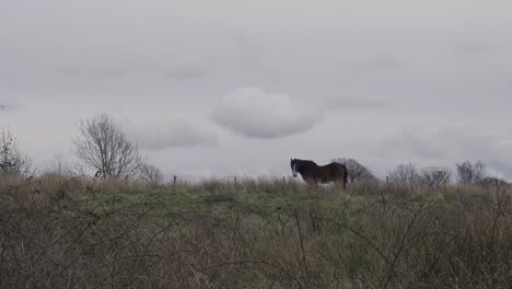 a single brown horse in a farm field in lancashire, england