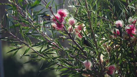 new holland honeyeaters drinking nectar from hakea laurina flower, slow motion