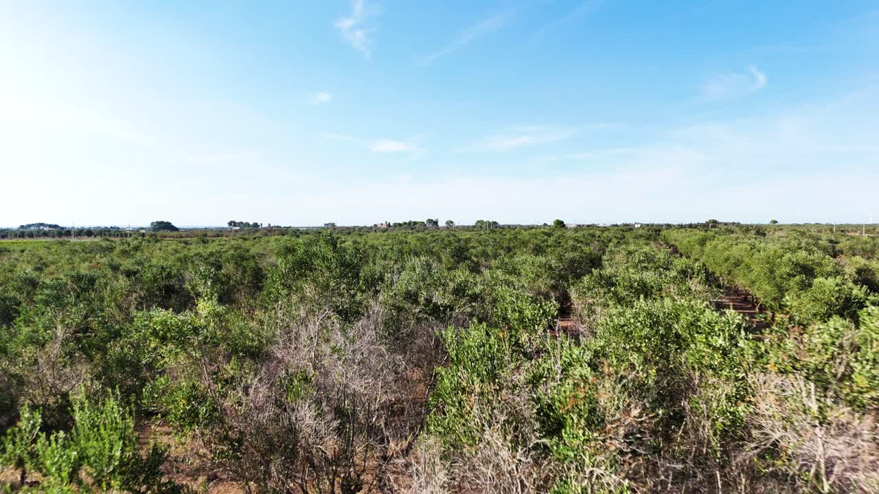 Green trees of olive plantation in Italy, aerial low altitude flying