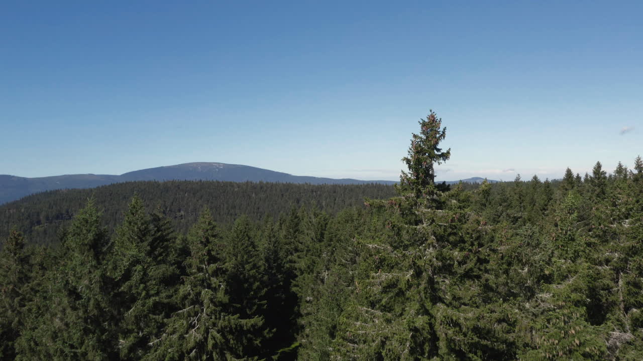 때묻지 않은 풍경, 체코 공화국, 공중을 드러내기 위해 무성한 상록수 숲 사이를지나갑니다.