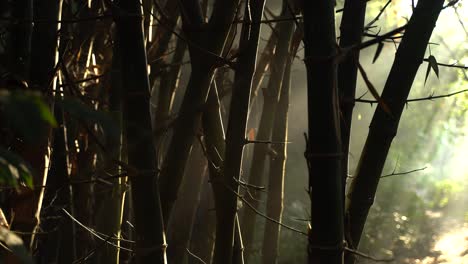 misterios de la mañana luces cayeron a través de la jungla de bambú