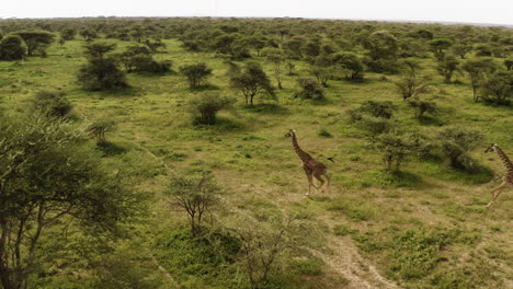 a family of giraffes running in between the trees in serengeti valley, serengeti national park, tanzania