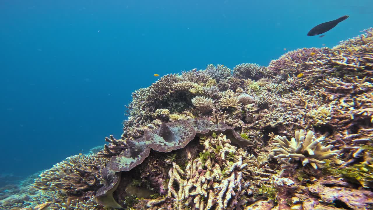 Static shot of a giant clam (Tridacna gigas) among vibrant corals. This underwater scene captures the patterns and textures of the clam and coral reef, showcasing the biodiversity of the ecosystem.