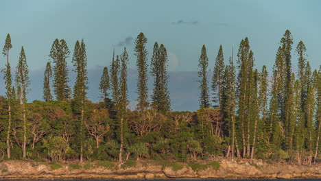 Pinos-Columnares-A-Lo-Largo-De-La-Costa-De-La-Isla-De-Los-Pinos-En-Nueva-Caledonia-Con-La-Luna-Llena-Saliendo---Lapso-De-Tiempo-Inclinado-Hacia-Arriba-Para-Seguir-La-Luna