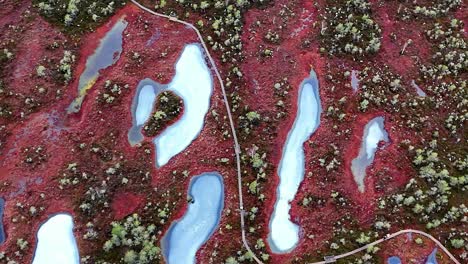 Aerial-view-of-a-swamp-with-a-winding-path,-surrounded-by-trees-and-ponds