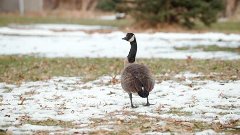 Single-Canada-Goose-standing-and-turning-his-head-with-snow-on-the-ground