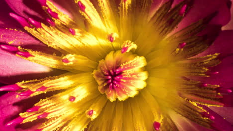 lírio d'água sensação rosa amarelo abre totalmente expondo flor colorida brilhante em macro, lapso de tempo