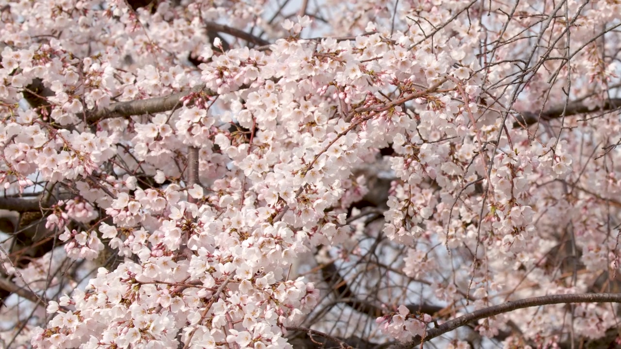 Vaaleanpunaiset kirsikankukat huojuvat kevyesti tummilla oksilla kirkkaassa luonnonvalossa Kiotossa, Japanissa.