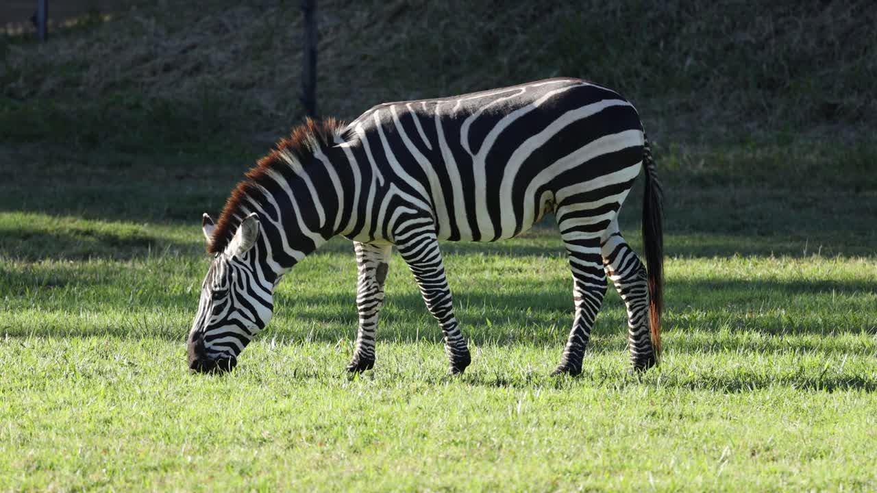 una cebra comiendo hierba en un recinto del zoológico