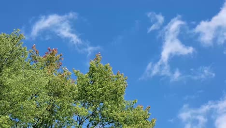 capture of a bright, clear blue sky with tree tops in the foreground, showcasing the contrast between nature's colors