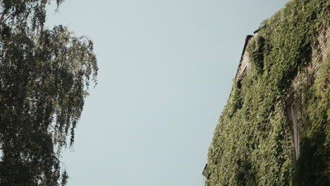 Die-Gebäudewand-Mit-Weinreben-An-Den-Wänden-Und-Einem-Baum-Daneben