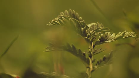 walking through a grassland, wedding day