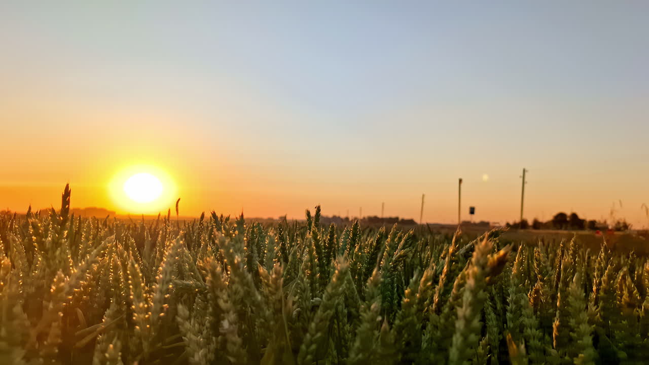 밀 위의 황금빛 해가 지는 모습