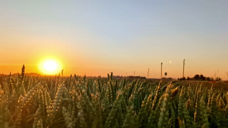 el atardecer dorado sobre un campo de trigo