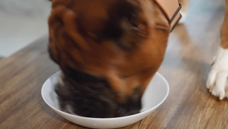 Brown-dog-eats-leftover-food-licking-white-bowl-on-table