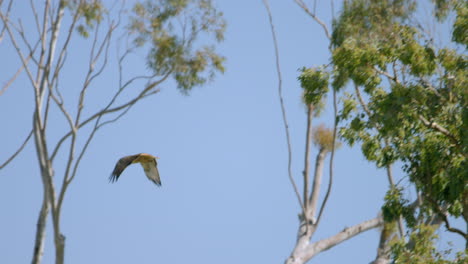 red-tailed hawks sit in a tree, one flies away in malibu, ca