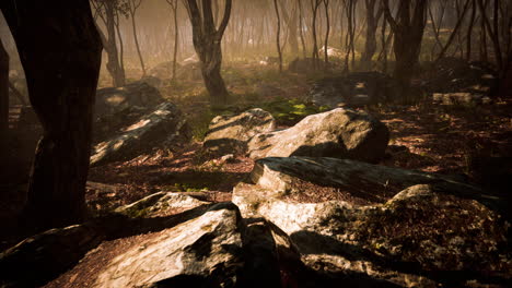 Schöner-Morgen-Im-Wald