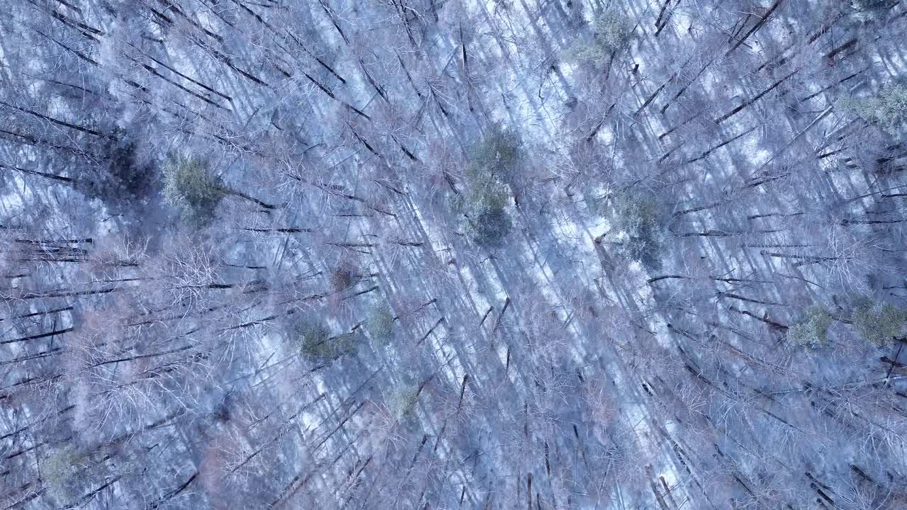 Paesaggio aereo con drone di una fitta chioma di alberi forestali coperta di neve in boschi ghiacciati all'interno di un ecosistema di valle gelida durante la stagione invernale vicino al Monte Fuji Kawaguchiko, Giappone, Asia. Natura e attività all'aperto.