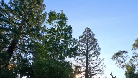 tall trees and clear skies in melbourne