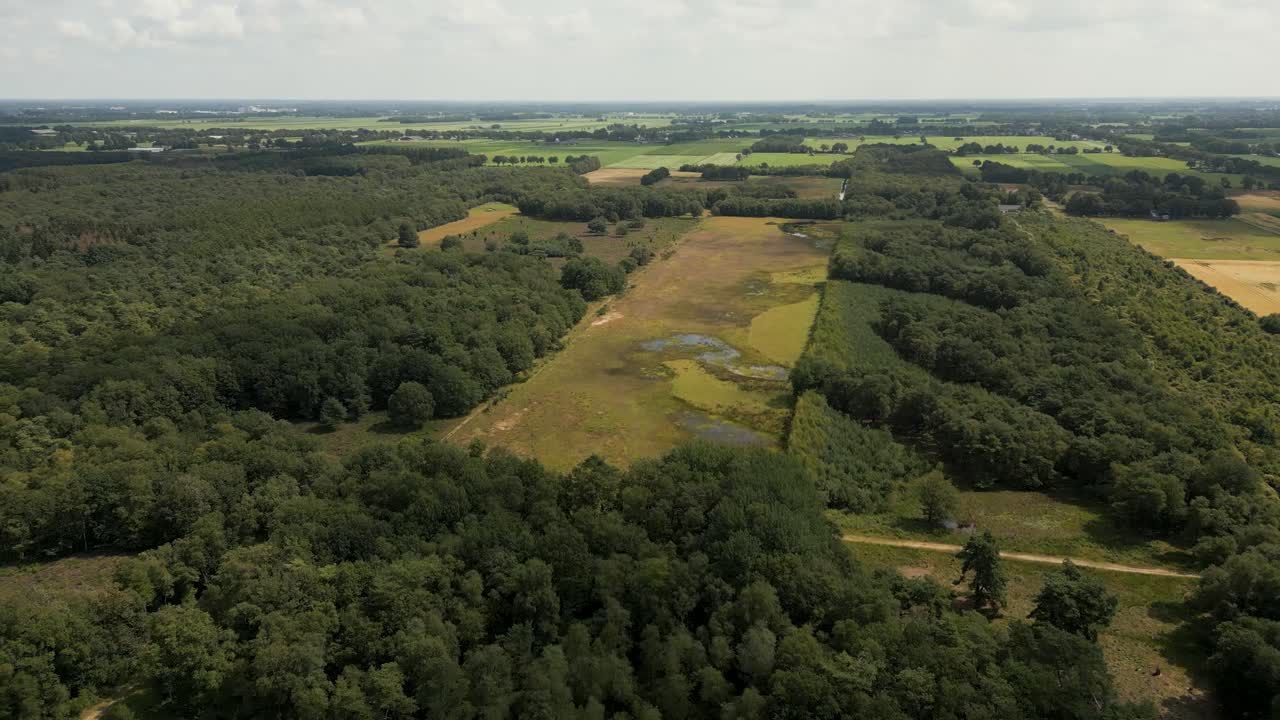 Vista aerea di paesaggio olandese con foresta e zone umide