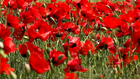 campo de amapolas rojas moviéndose en el viento