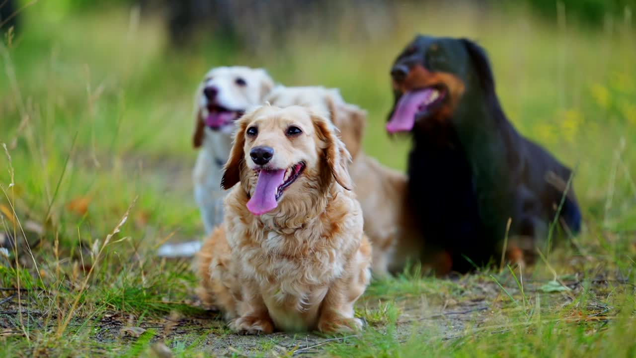 Portrait of dachshunds. Adorable dogs sitting on the green grass in hot summer day. Pets resting among nature.