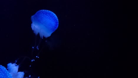 multiple jellyfish underwater in the deep sea