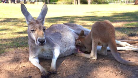 young joey drinking the milk from the kangaroo pouch of a mother lying down and resting on the ground at daytime, close up shot