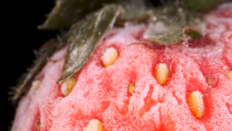 extreme closeup of fresh frozen strawberries, rotation 360 degrees, close-up