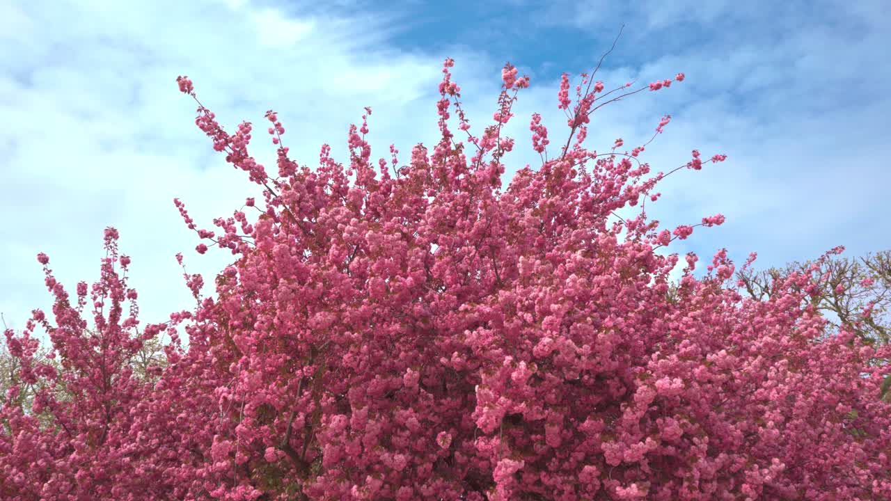 바람에 흔들리는 분홍색 벚꽃 나무