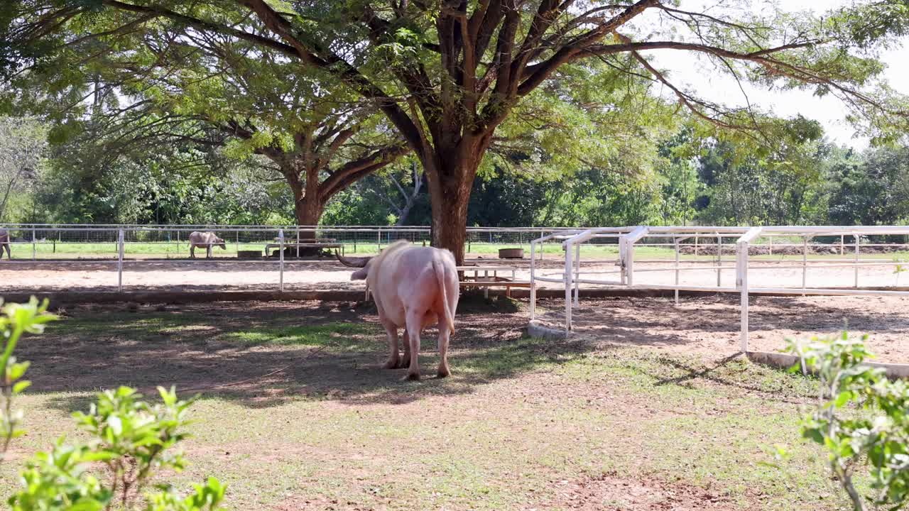 Inquadratura statica di una mucca chiara che riposa sotto un grande albero in una fattoria rurale assolata.
