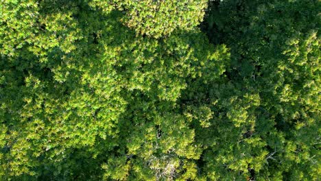 bird's eye view of treetops of a tropical rainforest - drone shot