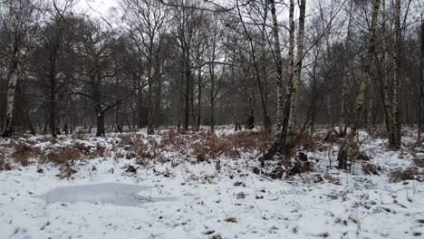 Forest-woodland-snow-covered-frozen-bare-trees-very-low-drone-push-forward-4k