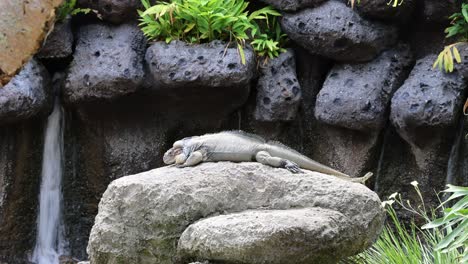 lagarto descansando en una roca con un telón de fondo de cascada