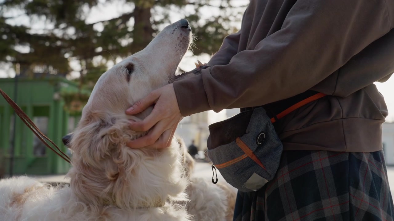 Una persona accarezza delicatamente un cane bianco all'aperto, con l'animale che appare calmo e contento. La scena è caratterizzata da luce naturale e un ambiente esterno, concentrandosi sull'interazione tra l'essere umano.